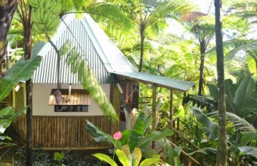 roots-jungle-retreat-1600×800
