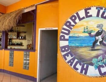 the-turtle-purple-1600×800