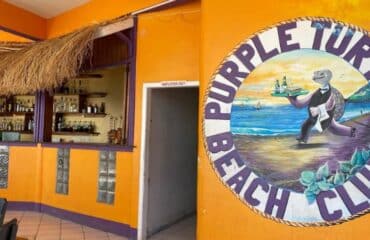 the-turtle-purple-1600×800