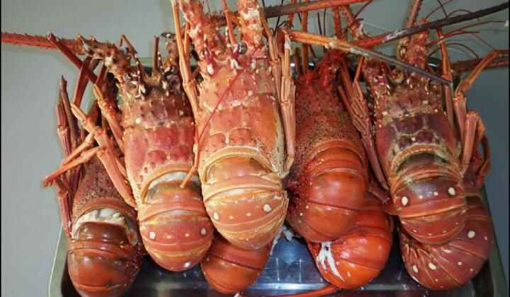 cafe-lobster-720×420-1