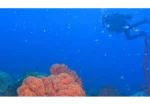 junglebaydominica-dive-header-61842af3491b0