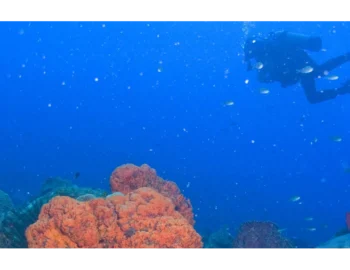 junglebaydominica-dive-header-61842af3491b0
