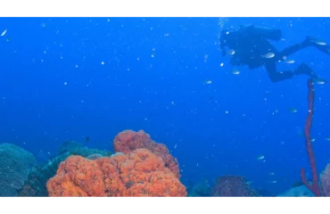 junglebaydominica-dive-header-61842af3491b0