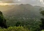 mv6
